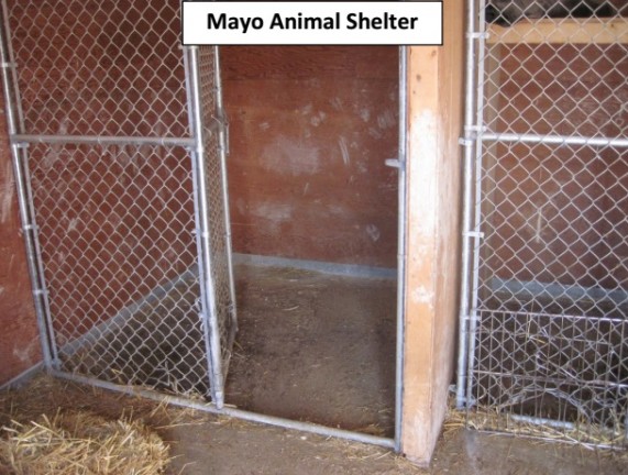 animal-shelter2